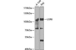 Western blot analysis of extracts of various cell lines, using LGR6 antibody (ABIN6130405, ABIN6143182, ABIN6143184 and ABIN6223245) at 1:1000 dilution. (LGR6 antibody  (AA 350-510))