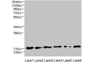 Western blot All lanes: C5orf24 antibody at 0. (C5orf24 antibody  (AA 7-188))