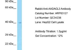 Western Blotting (WB) image for anti-Arylacetamide Deacetylase-Like 3 (AADACL3) (N-Term) antibody (ABIN2789383) (AADACL3 antibody  (N-Term))