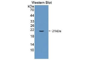 Detection of Recombinant CYPB, Mouse using Polyclonal Antibody to Cyclophilin B (CYPB) (PPIB antibody  (AA 34-216))