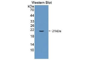 Detection of Recombinant CYPB, Mouse using Polyclonal Antibody to Cyclophilin B (CYPB) (PPIB antibody  (AA 34-216))
