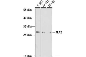 Western blot analysis of extracts of various cell lines using SLA2 Polyclonal Antibody at dilution of 1:3000. (SLAP2 antibody)
