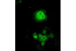 Image no. 6 for anti-P450 (Cytochrome) Oxidoreductase (POR) antibody (ABIN1497744) (POR antibody)