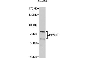 Western blot analysis of extracts of SW480 cells, using PCSK9 Antibody (ABIN5975791) at 1/1000 dilution. (PCSK9 antibody)