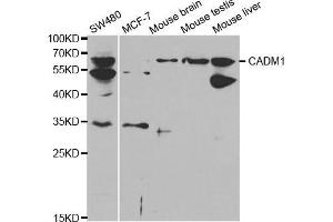 Western blot analysis of extracts of various cell lines, using CADM1 antibody. (CADM1 antibody  (AA 45-344))