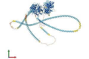 AlphaFold protein structure predicition of Human Recombinant CFAP57 Protein, UniprotID Q96MR6 (WDR65 Protein (AA 1-1250) (His tag))
