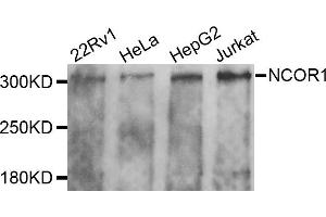 Western blot analysis of extracts of various cells, using NCOR1 antibody.
