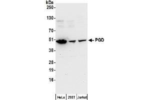 Western Blotting (WB) image for anti-Phosphogluconate Dehydrogenase (PGD) (AA 200-250) antibody (ABIN7450560)