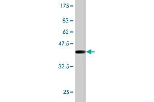 PIKFYVE antibody  (AA 342-451)