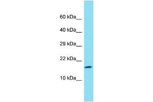 Host: Rabbit  Target Name: Rps27l  Sample Tissue: Rat Lung lysates  Antibody Dilution: 1. (RPS27L antibody  (Middle Region))