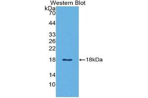 Western Blotting (WB) image for anti-Leptin (LEP) (AA 29-160) antibody (ABIN1862847) (Leptin antibody  (AA 29-160))