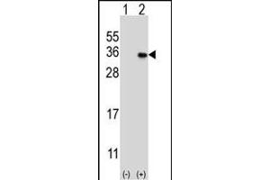 Western blot analysis of GEH1 (arrow) using rabbit polyclonal GEH1 Antibody  (ABIN390121 and ABIN2840628). (MAGEH1 antibody  (C-Term))