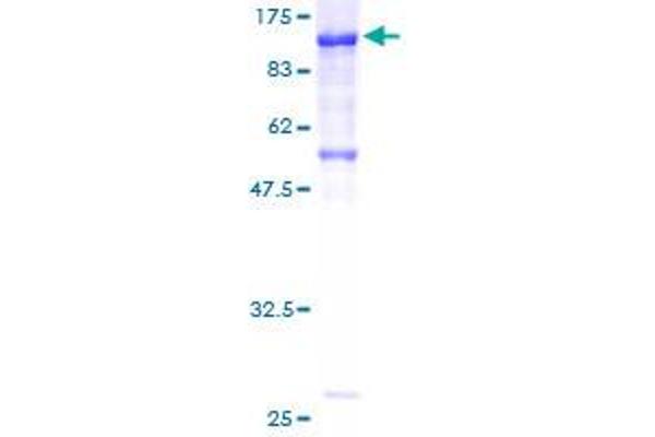 Cadherin 7 Protein (CDH7) (AA 1-630) (GST tag)