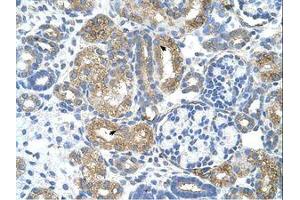 Image no. 1 for anti-COBL-Like 1 (COBLL1) (AA 256-305) antibody (ABIN6738034) (COBLL1 antibody  (AA 256-305))