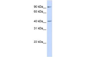 WB Suggested Anti-SOX17 Antibody Titration:  0. (SOX17 antibody  (Middle Region))