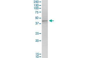 MORF4L1 monoclonal antibody (M01), clone 6B6. (MORF4L1 antibody  (AA 1-100))