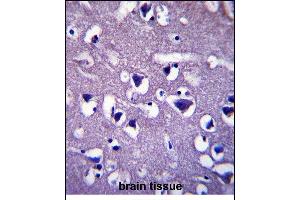 CCD Antibody (C-term) (ABIN657401 and ABIN2846441) immunohistochemistry analysis in formalin fixed and paraffin embedded human brain tissue followed by peroxidase conjugation of the secondary antibody and DAB staining. (CCDC117 antibody  (C-Term))