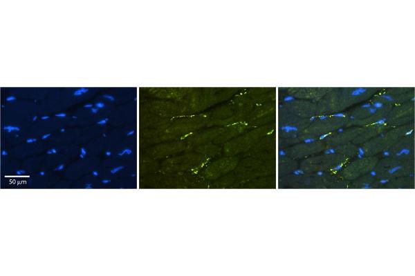 GREB1 antibody  (Middle Region)