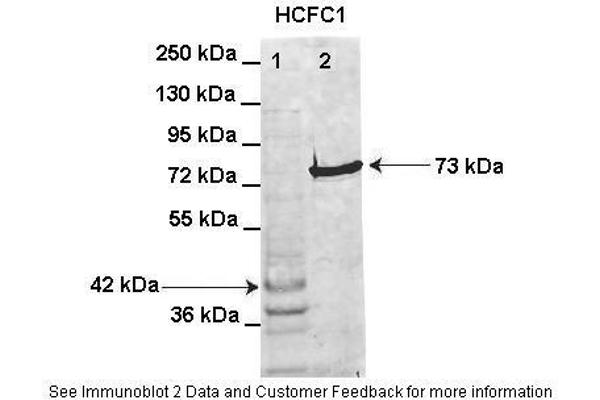 HCFC1 抗体  (Middle Region)