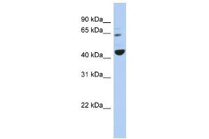 WB Suggested Anti-TFE3 Antibody Titration:  0. (TFE3 antibody  (Middle Region))