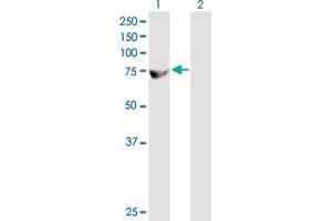 ZFP37 antibody  (AA 1-630)