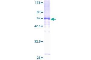 DTNA Protein (AA 1-371) (GST tag)