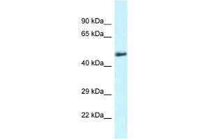 WB Suggested Anti-Slc1a4 Antibody   Titration: 1.