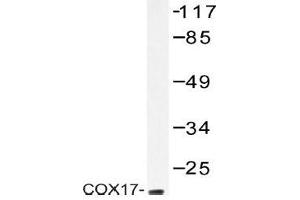 Western blot (WB) analysis of COX17 antibody in extracts from HeLa cells.
