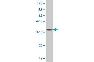 Western Blot detection against Immunogen (37. (SPO11 antibody  (AA 291-395))