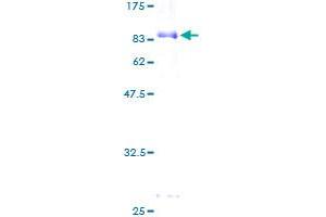 Leukocyte Immunoglobulin-Like Receptor, Subfamily B (With TM and ITIM Domains), Member 4 (LILRB4) (AA 1-448) protein (GST tag)