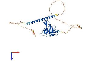 AlphaFold protein structure predicition of Mouse Recombinant Tnfsf13b Protein, UniprotID Q9WU72 (BAFF Protein (AA 1-309) (His tag))