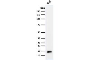 Western Blot Analysis of Raji cell lysate using TCL1 Mouse Monoclonal Antibody (TCL1/2079). (TCL1A antibody  (AA 2-109))