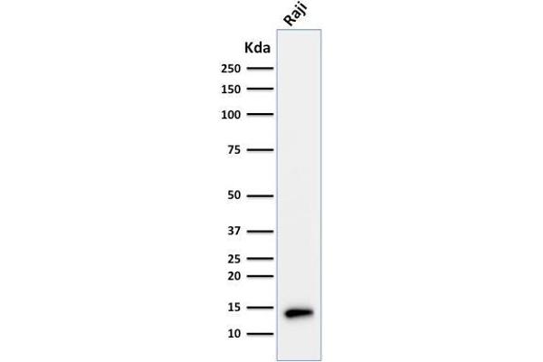 TCL1A antibody  (AA 2-109)