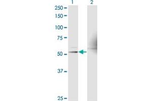 Western Blot analysis of RXRA expression in transfected 293T cell line by RXRA monoclonal antibody (M17), clone 1G1. (Retinoid X Receptor alpha antibody  (AA 1-110))