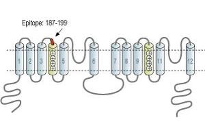 Two Pore Segment Channel 2 (TPCN2) peptide