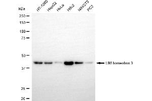 Western blotting analysis using LIM homeobox 3 antibody (ABIN7799268). (Recombinant LHX3 antibody)