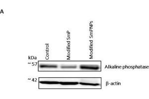 Immunoblot analysis of duodenum intestine alkaline phosphatase expression (IAP) of mice fed with modified SmP and SmPNPs supplemented diet and the control. (Intestinal Alkaline Phosphatase antibody)