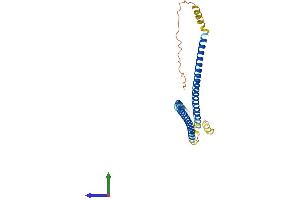 AlphaFold protein structure predicition of Mouse Recombinant Syce1l Protein, UniprotID Q5D525