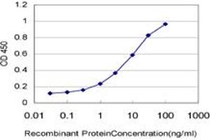 Detection limit for recombinant GST tagged CSNK1G1 is approximately 0. (CSNK1G1 antibody  (AA 293-393))