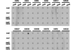 Dot-blot analysis of all sorts of methylation peptides using H3K36me1 antibody.