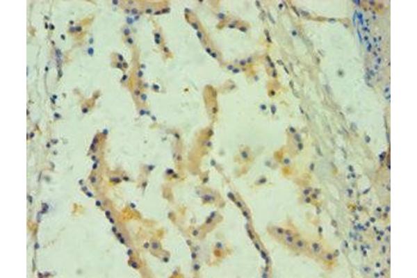 SPINT1 antibody  (AA 250-529)