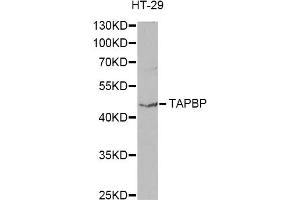 Western blot analysis of extracts of HT-29 cells, using TAPBP antibody. (TAPBP antibody)