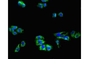 Immunofluorescent analysis of HepG2 cells using ABIN7158578 at dilution of 1:100 and Alexa Fluor 488-congugated AffiniPure Goat Anti-Rabbit IgG(H+L) (LRP8 antibody  (AA 131-332))