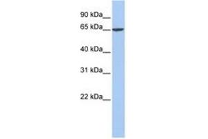 Image no. 1 for anti-Fibrinogen alpha Chain (FGA) (C-Term) antibody (ABIN6749722) (FGA antibody  (C-Term))