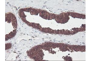 Image no. 3 for anti-CNDP Dipeptidase 2 (Metallopeptidase M20 Family) (CNDP2) antibody (ABIN1497548) (CNDP2 antibody)