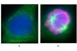 Immunofluorescence (IF) image for anti-Histone H3 (H3) (pSer28) antibody (ABIN2666077) (Histone 3 antibody  (pSer28))