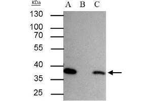 IP Image SEC13L1 antibody immunoprecipitates SEC13L1 protein in IP experiments. (SEC13 antibody  (Center))