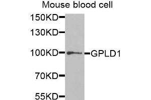Western blot analysis of extracts of mouse blood cells, using GPLD1 antibody. (GPLD1 antibody)