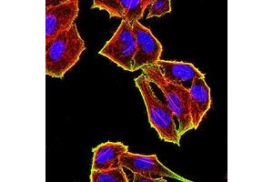Immunofluorescence analysis of Hela cells using TET2 mouse mAb (green). (TET2 antibody)