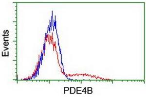 HEK293T cells transfected with either RC211956 overexpress plasmid (Red) or empty vector control plasmid (Blue) were immunostained by anti-PDE4B antibody (ABIN2454966), and then analyzed by flow cytometry. (PDE4B antibody)